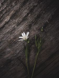 Preview wallpaper stellaria, flower, petals, white, stone, texture