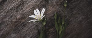 Preview wallpaper stellaria, flower, petals, white, stone, texture