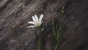 Preview wallpaper stellaria, flower, petals, white, stone, texture