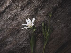 Preview wallpaper stellaria, flower, petals, white, stone, texture