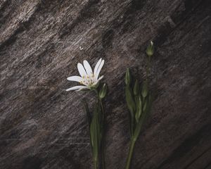 Preview wallpaper stellaria, flower, petals, white, stone, texture