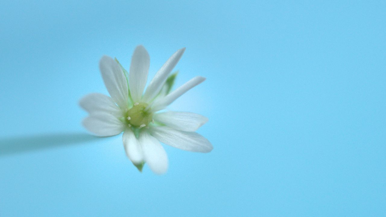 Wallpaper stellaria, flower, white, blue, minimalism