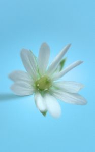 Preview wallpaper stellaria, flower, white, blue, minimalism