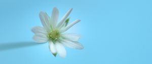 Preview wallpaper stellaria, flower, white, blue, minimalism