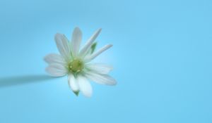 Preview wallpaper stellaria, flower, white, blue, minimalism