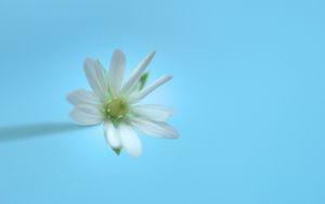 Preview wallpaper stellaria, flower, white, blue, minimalism