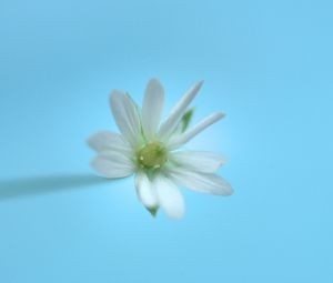 Preview wallpaper stellaria, flower, white, blue, minimalism