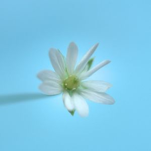 Preview wallpaper stellaria, flower, white, blue, minimalism