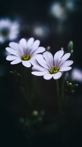 Preview wallpaper stellaria, flowers, macro, petals