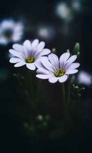 Preview wallpaper stellaria, flowers, macro, petals