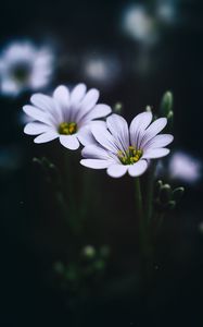 Preview wallpaper stellaria, flowers, macro, petals