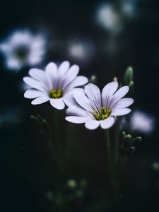 Preview wallpaper stellaria, flowers, macro, petals