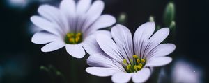 Preview wallpaper stellaria, flowers, macro, petals