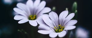 Preview wallpaper stellaria, flowers, macro, petals