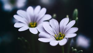 Preview wallpaper stellaria, flowers, macro, petals