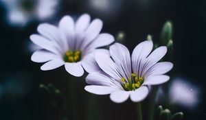 Preview wallpaper stellaria, flowers, macro, petals