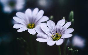 Preview wallpaper stellaria, flowers, macro, petals