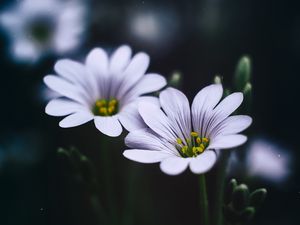 Preview wallpaper stellaria, flowers, macro, petals