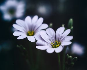 Preview wallpaper stellaria, flowers, macro, petals