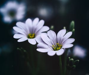 Preview wallpaper stellaria, flowers, macro, petals