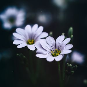 Preview wallpaper stellaria, flowers, macro, petals