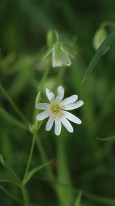 Preview wallpaper stellaria, flowers, petals, blur, plant