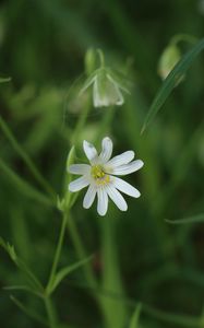 Preview wallpaper stellaria, flowers, petals, blur, plant