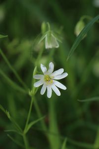 Preview wallpaper stellaria, flowers, petals, blur, plant