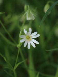 Preview wallpaper stellaria, flowers, petals, blur, plant