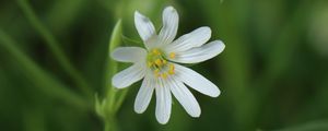 Preview wallpaper stellaria, flowers, petals, blur, plant