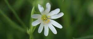 Preview wallpaper stellaria, flowers, petals, blur, plant