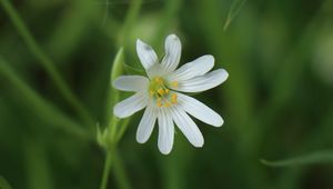 Preview wallpaper stellaria, flowers, petals, blur, plant