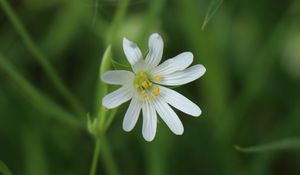 Preview wallpaper stellaria, flowers, petals, blur, plant