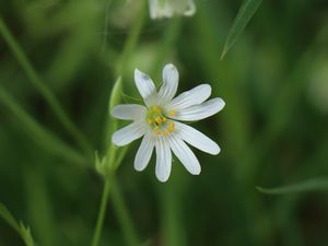 Preview wallpaper stellaria, flowers, petals, blur, plant