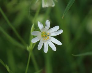 Preview wallpaper stellaria, flowers, petals, blur, plant