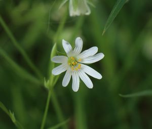 Preview wallpaper stellaria, flowers, petals, blur, plant