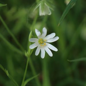 Preview wallpaper stellaria, flowers, petals, blur, plant