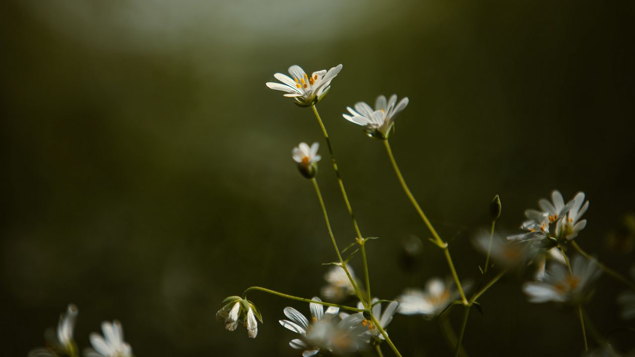 Wallpaper stellaria, flowers, petals, grass, focus