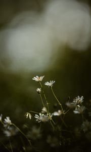 Preview wallpaper stellaria, flowers, petals, grass, focus