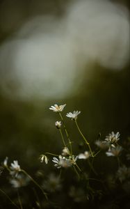 Preview wallpaper stellaria, flowers, petals, grass, focus