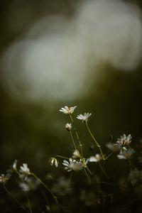 Preview wallpaper stellaria, flowers, petals, grass, focus