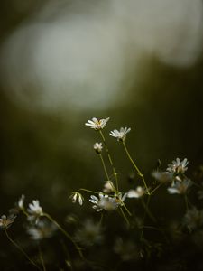 Preview wallpaper stellaria, flowers, petals, grass, focus