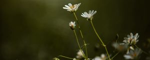 Preview wallpaper stellaria, flowers, petals, grass, focus