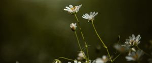 Preview wallpaper stellaria, flowers, petals, grass, focus