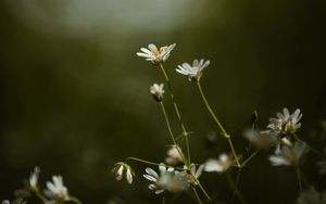 Preview wallpaper stellaria, flowers, petals, grass, focus