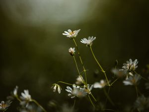 Preview wallpaper stellaria, flowers, petals, grass, focus