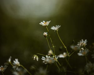 Preview wallpaper stellaria, flowers, petals, grass, focus