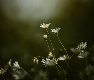 Preview wallpaper stellaria, flowers, petals, grass, focus