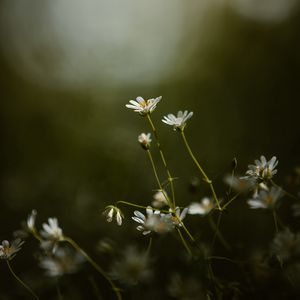 Preview wallpaper stellaria, flowers, petals, grass, focus