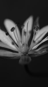 Preview wallpaper stellaria graminea, flower, petals, macro, bw